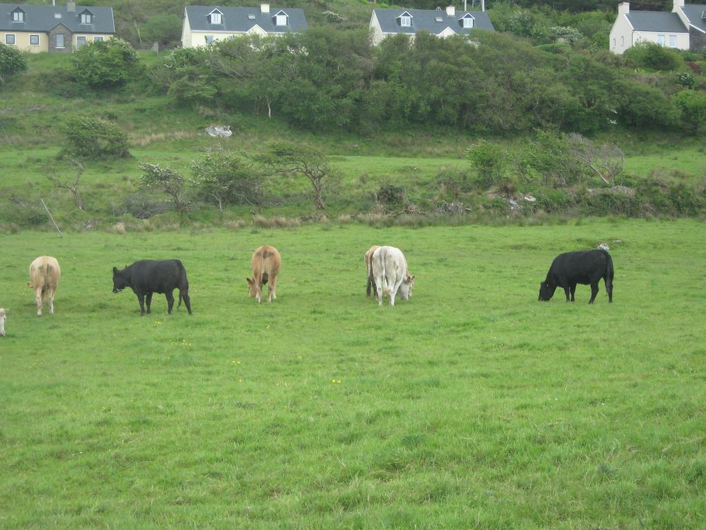 Iveragh Heights Bed & Breakfast Cahersiveen Exterior foto